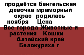 продаётся бенгальская девочка(мраморный окрас).родилась 5ноября, › Цена ­ 8 000 - Все города Животные и растения » Кошки   . Алтайский край,Белокуриха г.